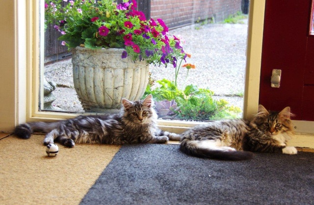 katten allemaal 02-07-2015 009.jpg